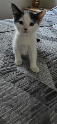 Jolis chatons avec poils long - Photo 6