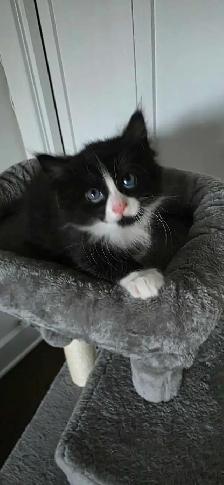 Jolis chatons avec poils long - Photo 8