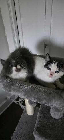 Jolis chatons avec poils long - Photo 9
