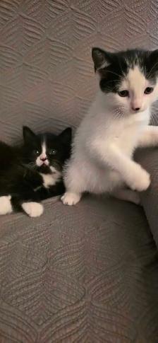 Jolis chatons avec poils long - Photo 10