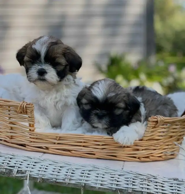 Shih Tzu puppies pure breed for sale