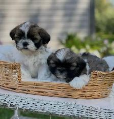 Shih Tzu puppies pure breed for sale
