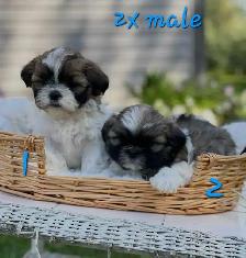 Shih Tzu puppies pure breed for sale - Photo 2