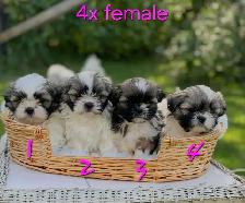 Shih Tzu puppies pure breed for sale - Photo 3