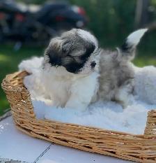 Shih Tzu puppies pure breed for sale - Photo 4