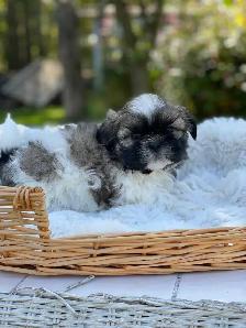 Shih Tzu puppies pure breed for sale - Photo 5