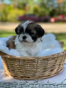 Shih Tzu puppies pure breed for sale - Photo 6