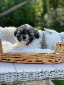 Shih Tzu puppies pure breed for sale - Photo 7