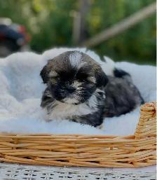 Shih Tzu puppies pure breed for sale - Photo 8
