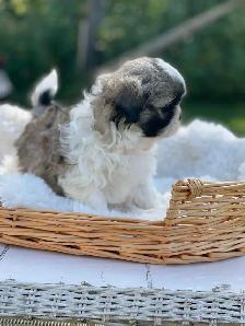 Shih Tzu puppies pure breed for sale - Photo 9