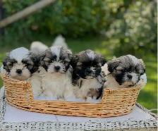 Shih Tzu puppies pure breed for sale - Photo 10