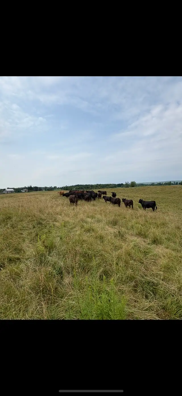 Bred Heifers
