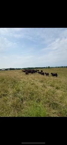 Bred Heifers