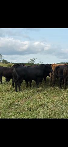 Bred Heifers - Photo 2
