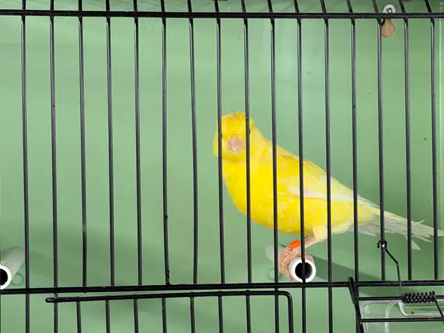 Young male canary