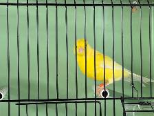 Young male canary