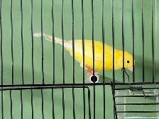 Young male canary - Photo 2