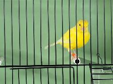 Young male canary - Photo 3