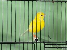 Young male canary - Photo 4