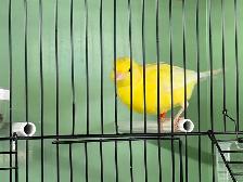 Young male canary - Photo 5