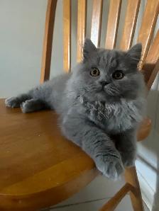 Scottish Straight Blue long-hair kittens registered in CCA/AFC - Photo 3