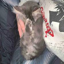 free kittens