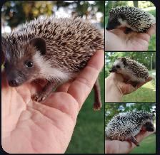 SALE❤️Sweet  Baby girl hedgehogs 220! Text to reply.  Delivery h