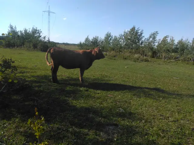 Heifers and Steers for Sale