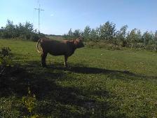 Heifers and Steers for Sale