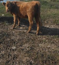 Heifers and Steers for Sale - Photo 2