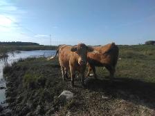 Heifers and Steers for Sale - Photo 3