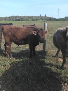 Heifers and Steers for Sale - Photo 4
