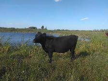 Heifers and Steers for Sale - Photo 5