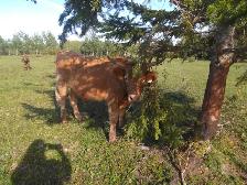 Heifers and Steers for Sale - Photo 6