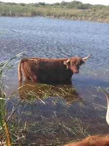 Heifers and Steers for Sale - Photo 7
