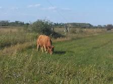 Heifers and Steers for Sale - Photo 8