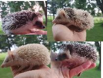 September SALE! ❤️ Baby girl hedgehogs 220! Text to reply.