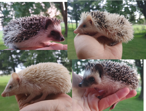 September SALE! ❤️ Baby girl hedgehogs 220! Text to reply.  Deli
