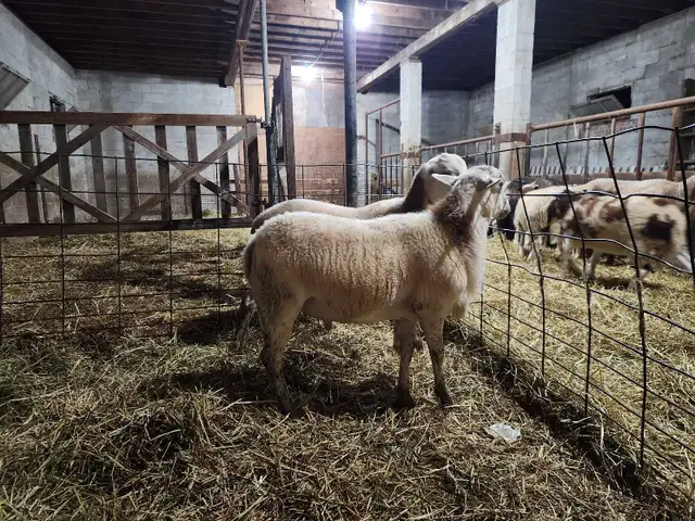 Katahdin Ram Lambs