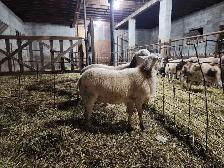 Katahdin Ram Lambs