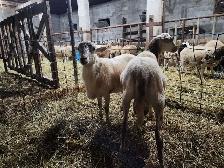 Katahdin Ram Lambs - Photo 2