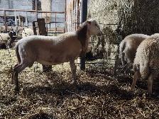 Katahdin Ram Lambs - Photo 3