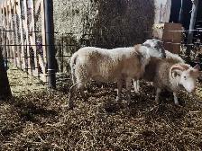 Katahdin Ram Lambs - Photo 4