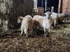 Katahdin Ram Lambs - Photo 5