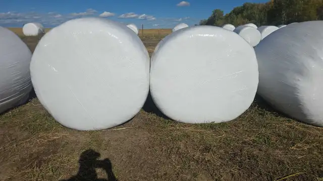 Individualy Wrapped Oat Silage Bales