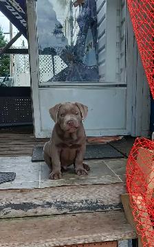 American bully/cane corso puppies