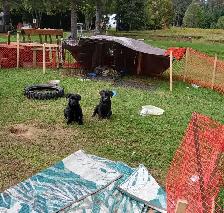 American bully/cane corso puppies - Photo 2