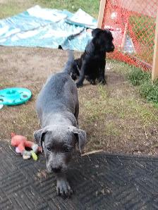 American bully/cane corso puppies - Photo 3