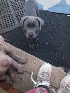 American bully/cane corso puppies - Photo 4