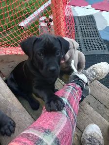 American bully/cane corso puppies - Photo 5